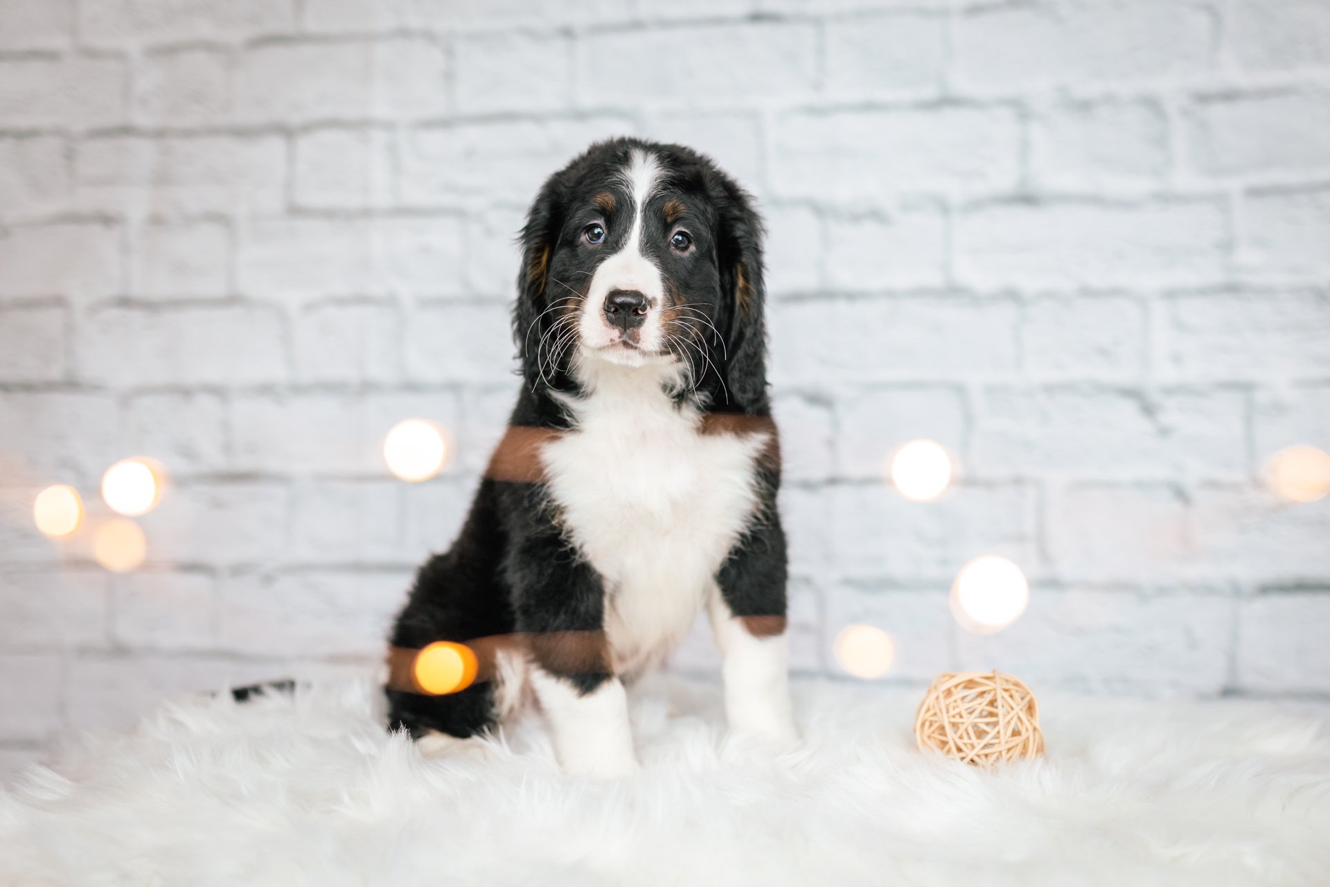 FAQs Bernedoodles and Co