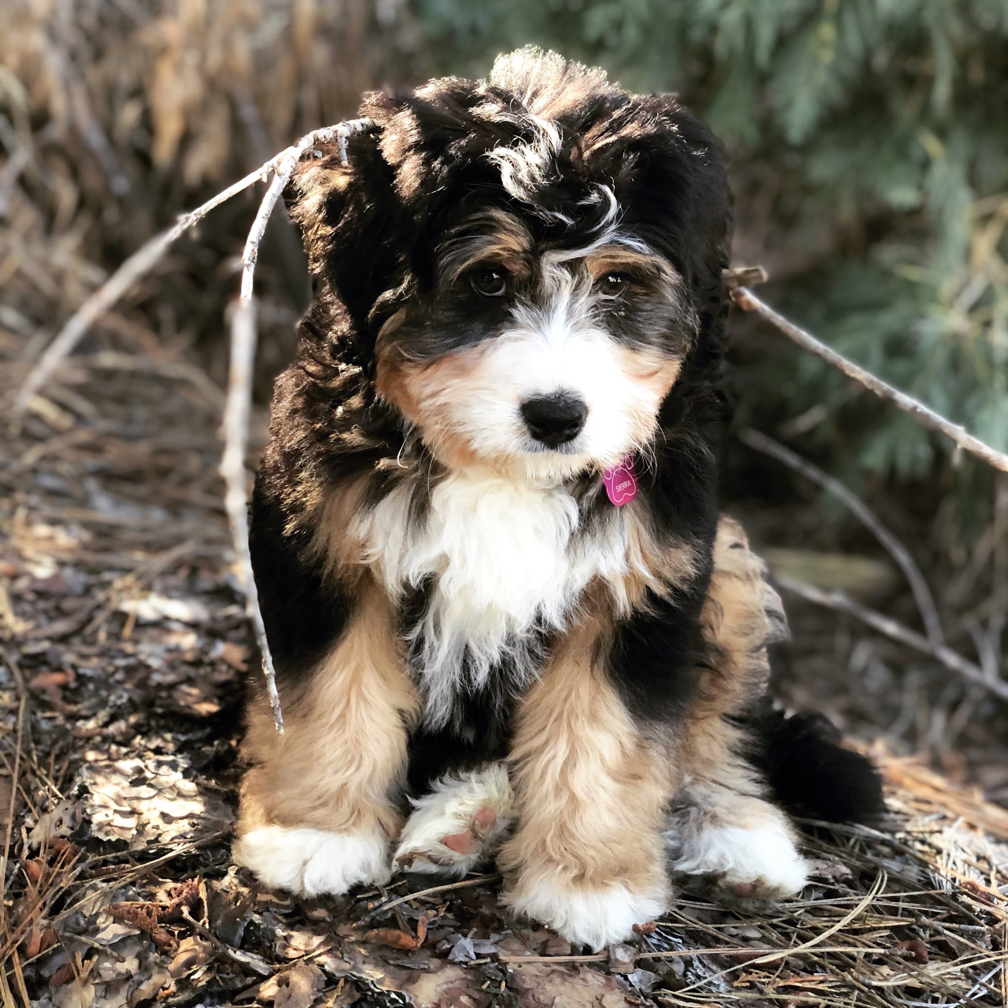 Do bernedoodles hot sale shed