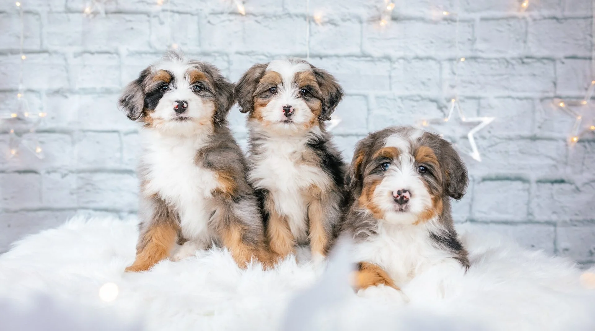 Bernedoodles and Co