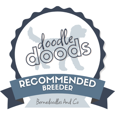 Bernedoodle and Co recommended breeder