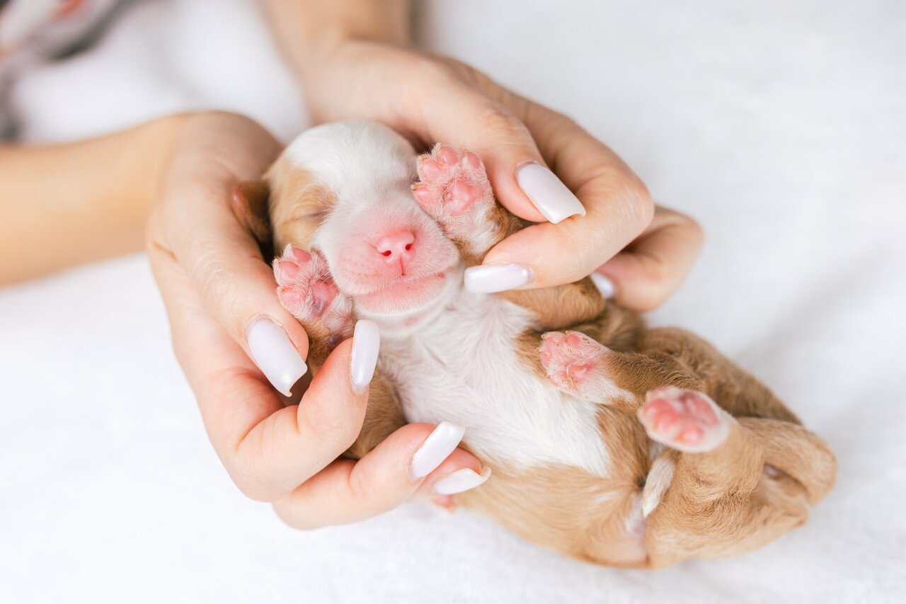 1litter 1 6 mini min