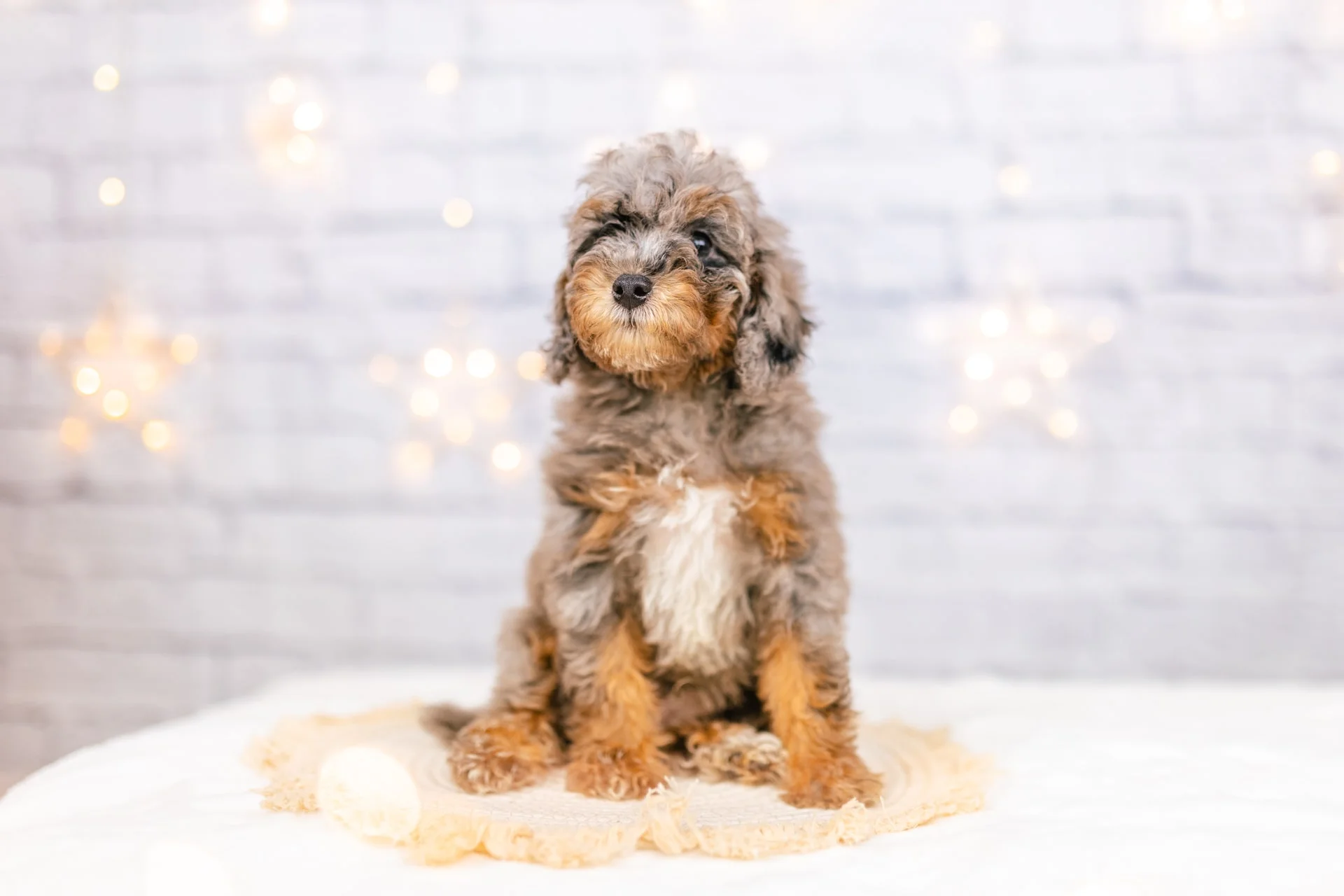 3litter 6harley 1 min