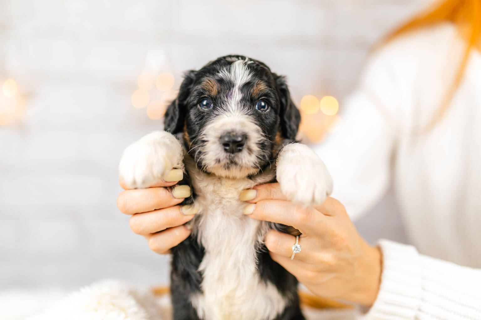 Standard Bernedoodle Bernedoodles and Co