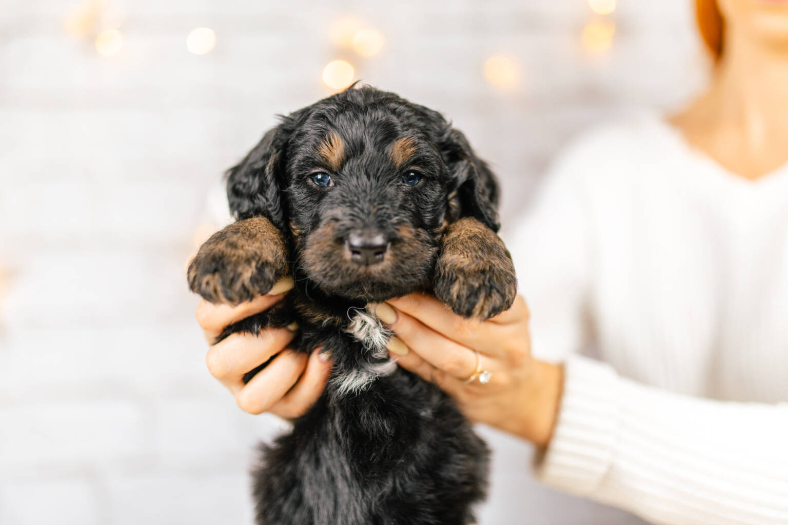 Standard Bernedoodle Bernedoodles and Co