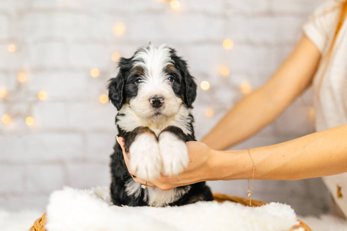 Standard Bernedoodle Bernedoodles and Co