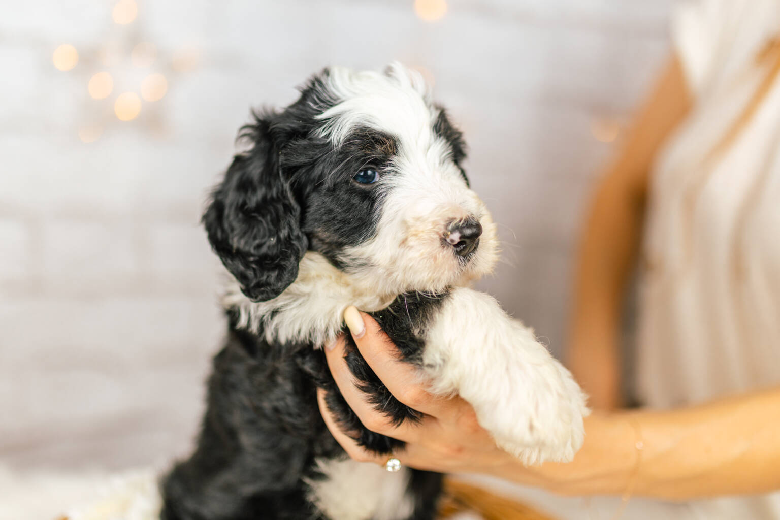 Standard Bernedoodle Bernedoodles and Co