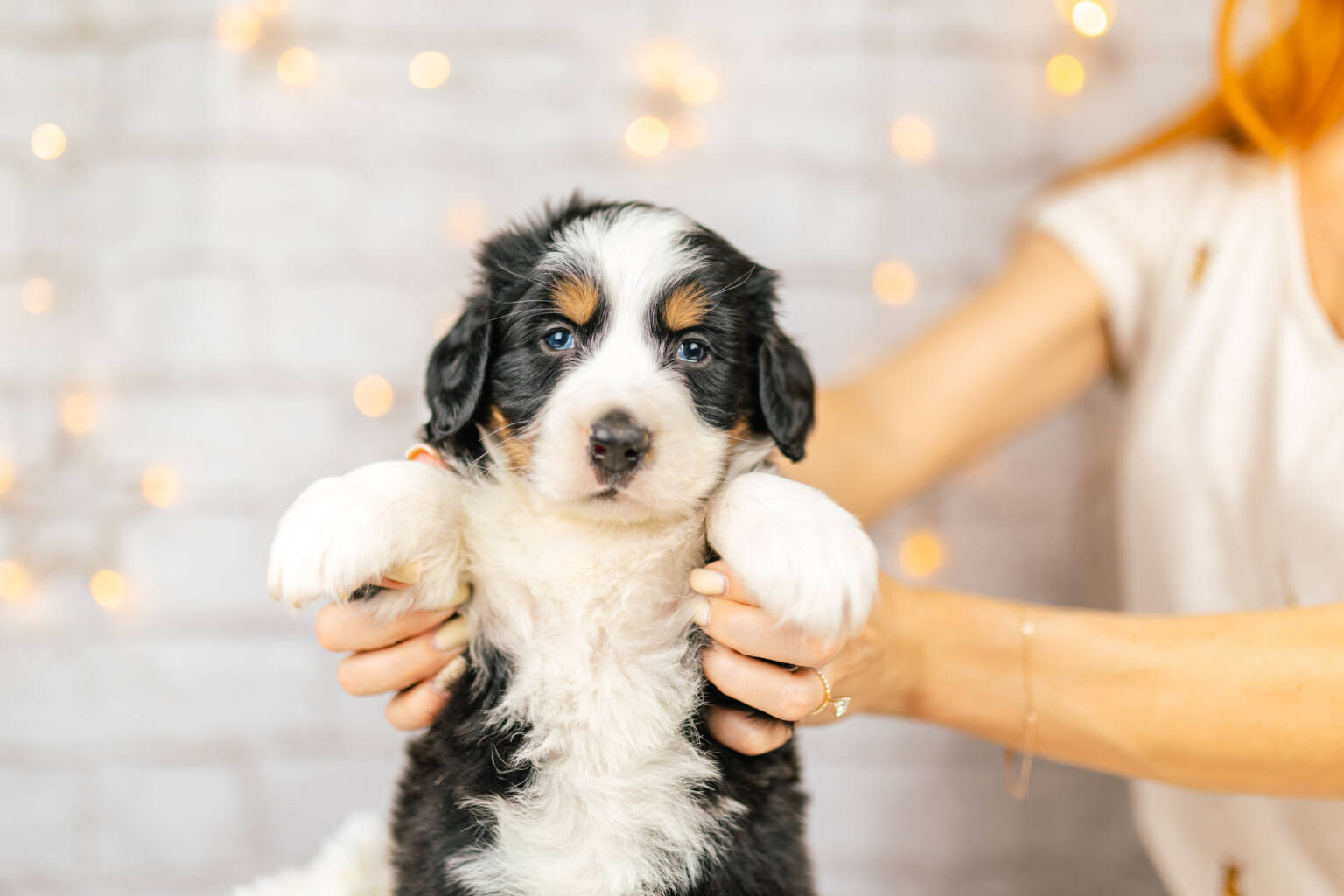 Standard Bernedoodle Bernedoodles and Co