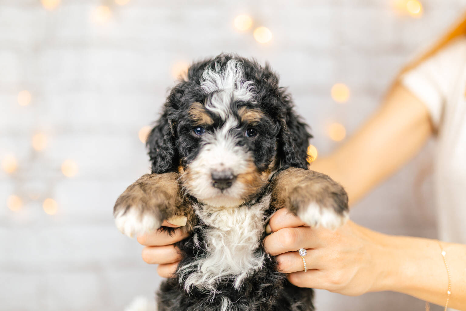 Standard Bernedoodle Bernedoodles and Co