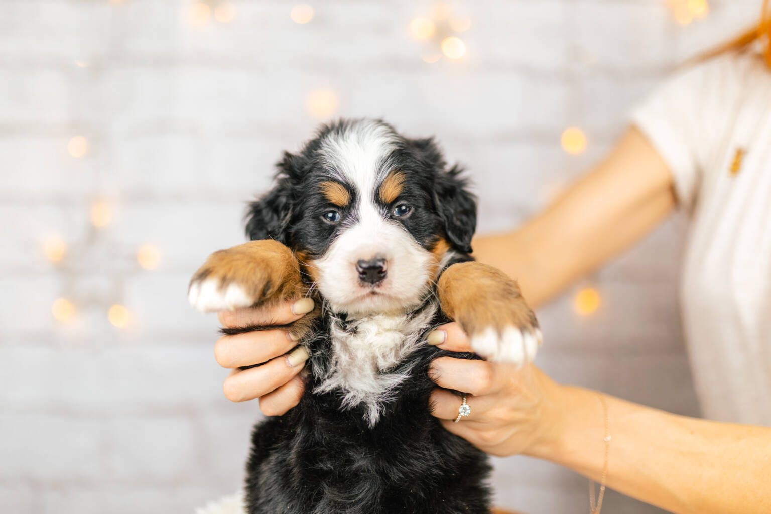 Standard Bernedoodle Bernedoodles and Co