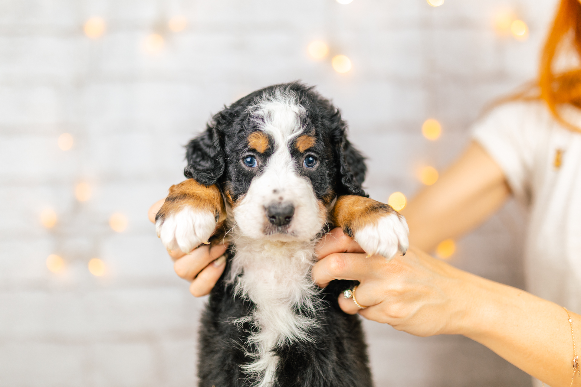 Standard Bernedoodle Bernedoodles and Co