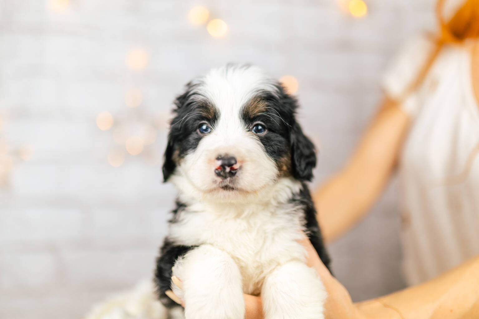Standard Bernedoodle Bernedoodles and Co