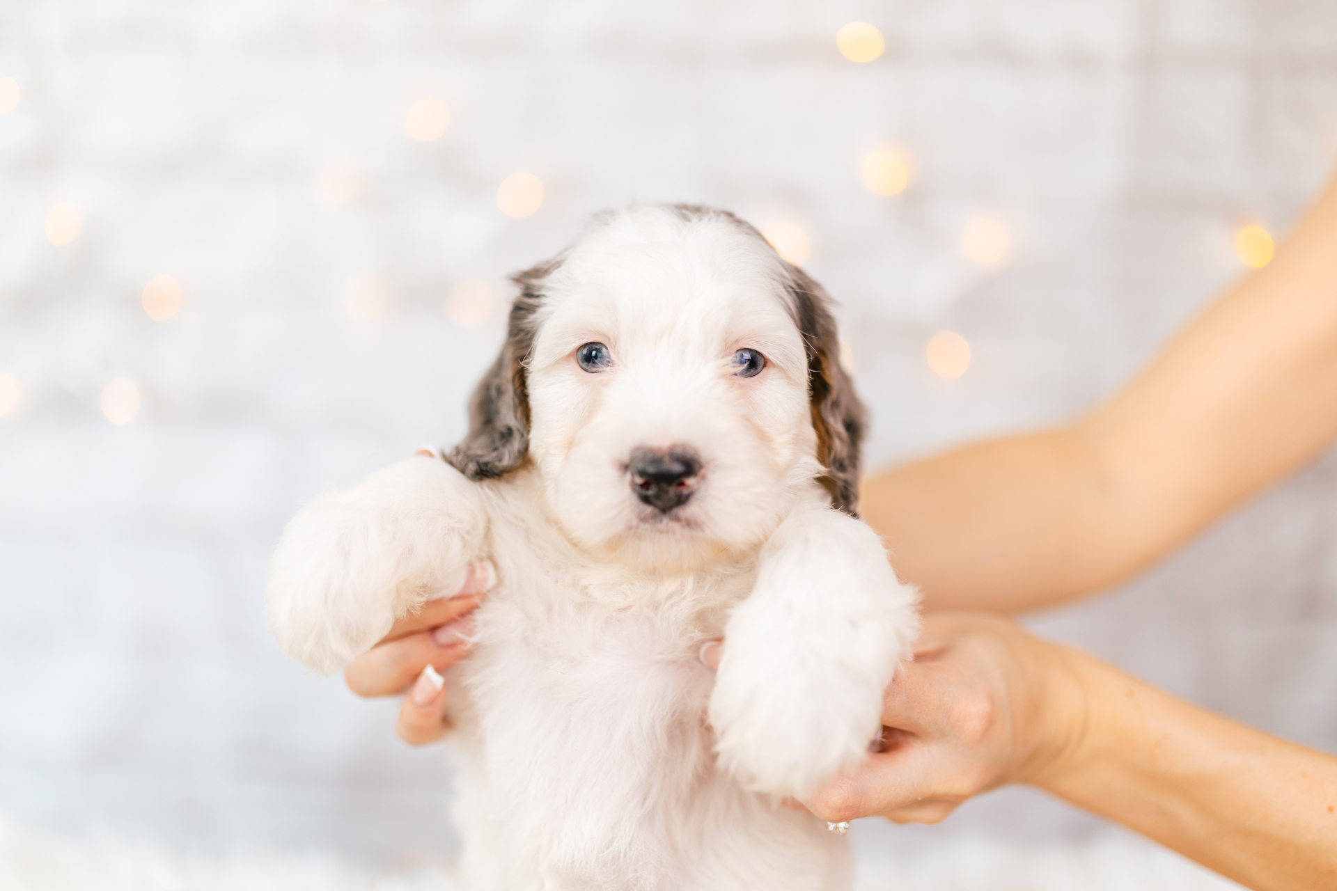 Mini Bernedoodle Bernedoodles and Co