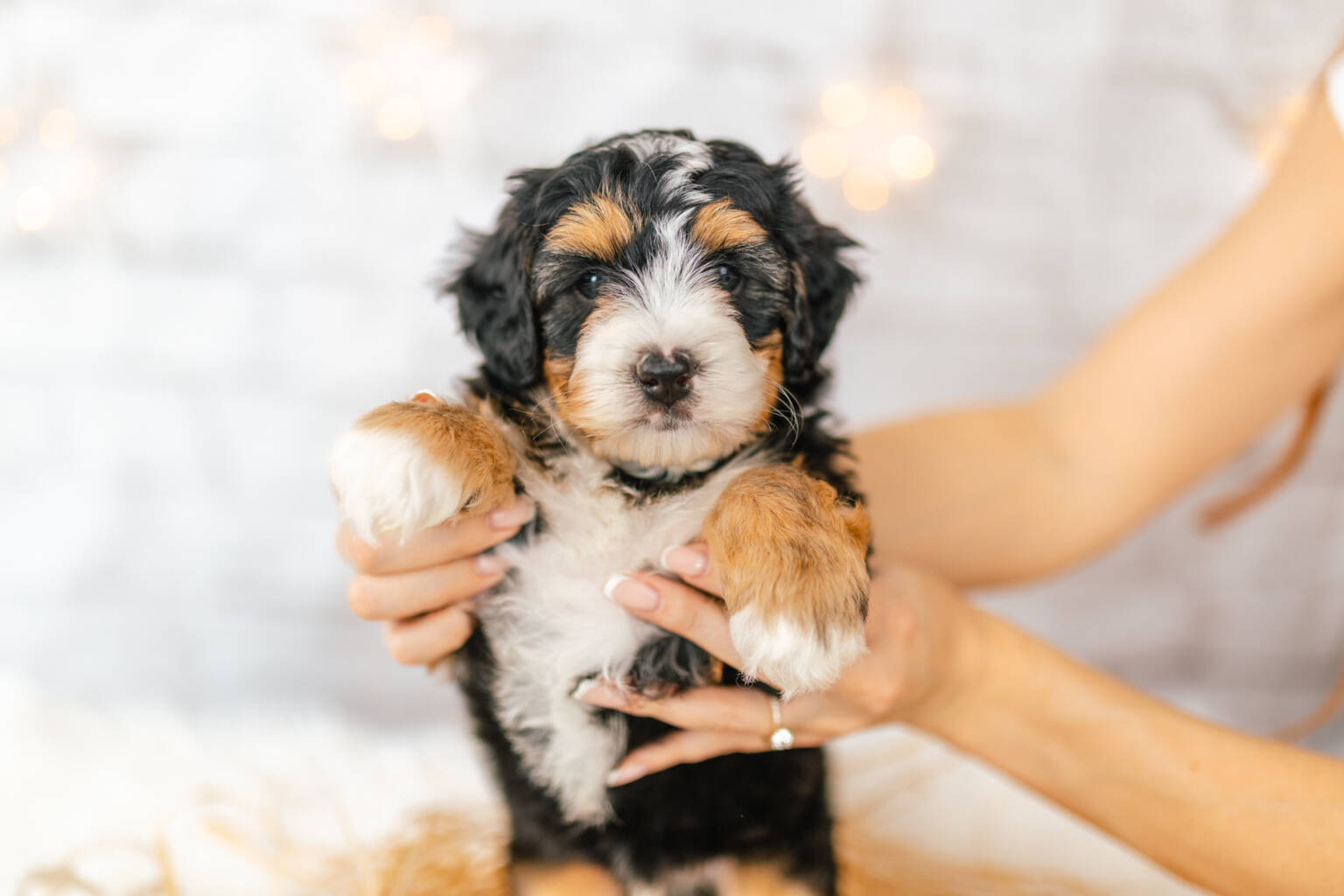 Mini Bernedoodle Bernedoodles and Co