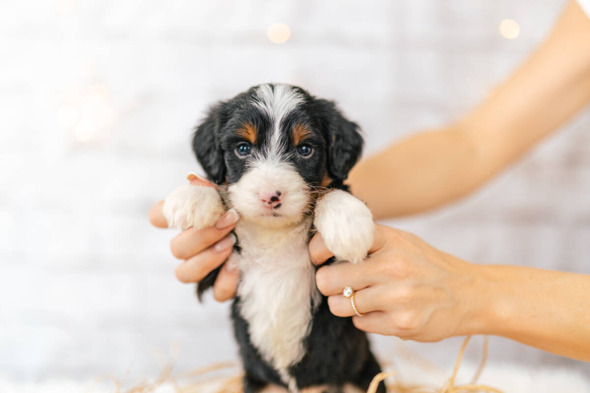 Mini Bernedoodle Bernedoodles and Co