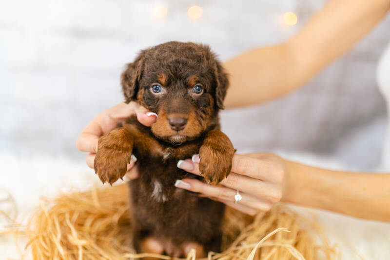 Mini Bernedoodle Bernedoodles and Co