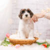 Snow White - Mini F2 Girl - Image 2