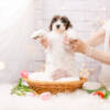 Snow White - Mini F2 Girl - Image 4