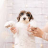 Snow White - Mini F2 Girl - Image 5
