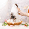 Snow White - Mini F2 Girl - Image 7