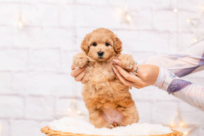 Goldie - Micro Girl 10 lbs