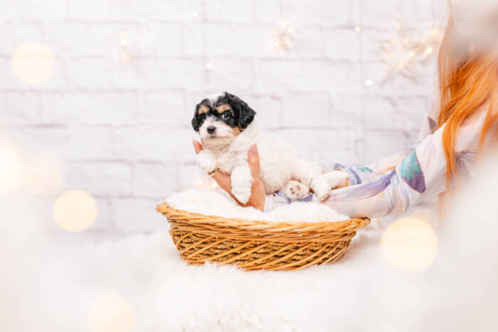 Charlie - Micro Boy 10 lbs - Image 3