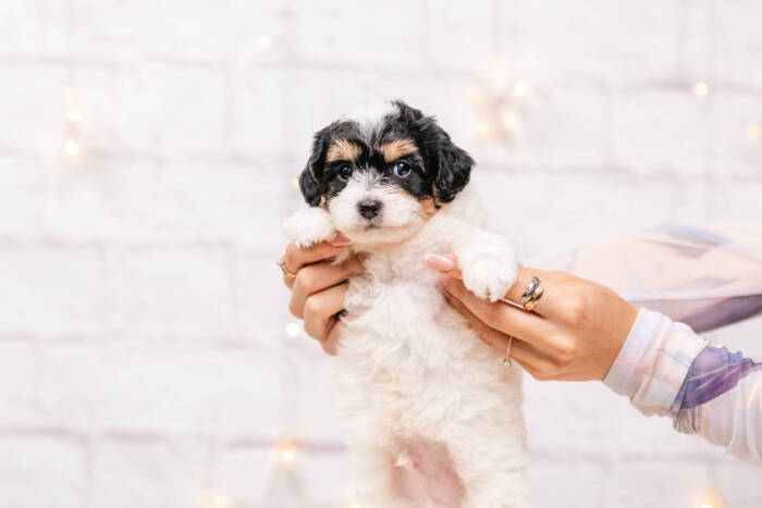 Charlie - Micro Boy 10 lbs