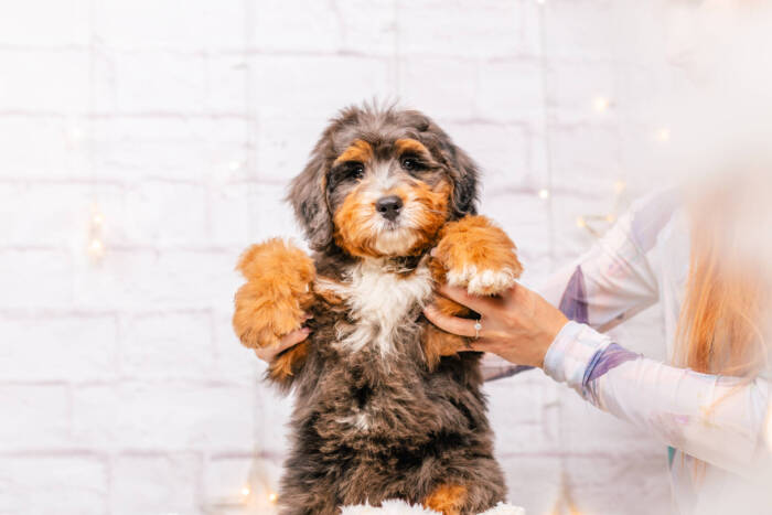 Duchess - Mini F2 Girl