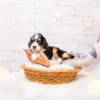 Maverick - Mini F2 Boy Unfurnished - Image 3