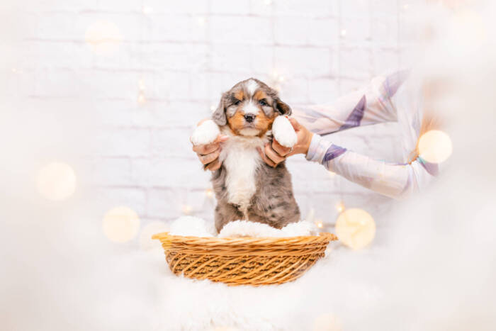 Hercules - Mini Ultra F1b Boy - Image 2
