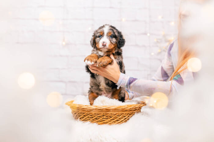 Handsome - Mini Ultra F1b Boy Unfurnished - Image 2
