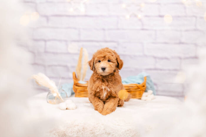 Princess - Mini F2 Girl - Image 2
