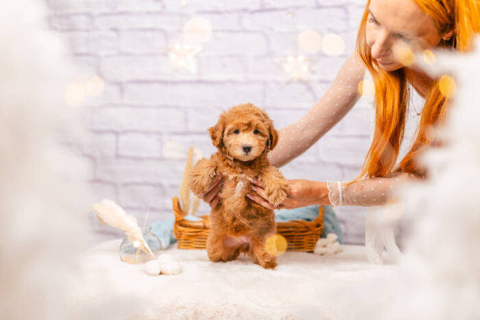 Princess - Mini F2 Girl - Image 3