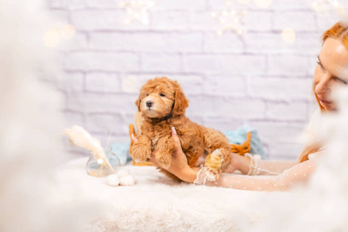 Princess - Mini F2 Girl - Image 5