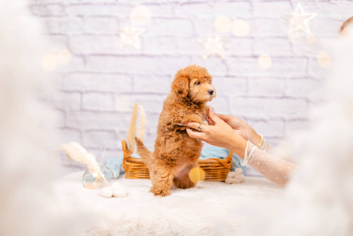 Princess - Mini F2 Girl - Image 6