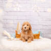 Prince - Mini F2 Boy - Image 2