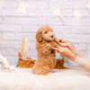Prince - Mini F2 Boy - Image 5