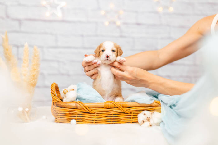 Peanut - Mini F1b Boy - Image 4