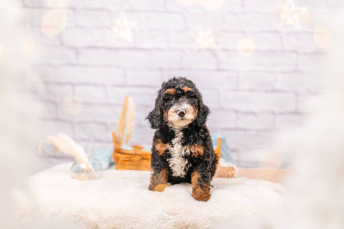 Molly - Mini F1b Girl - Image 2