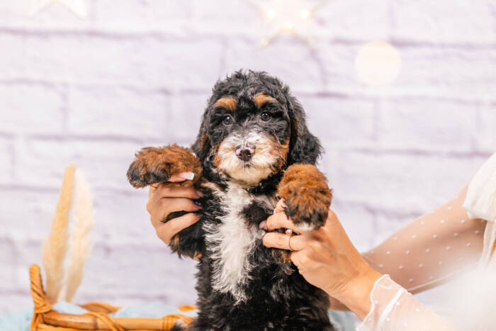 Molly - Mini F1b Girl