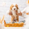 Peaches - Mini F1b Girl - Image 2
