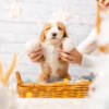 Peaches - Mini F1b Girl - Image 3