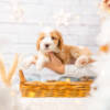 Peaches - Mini F1b Girl - Image 5