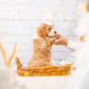 Peaches - Mini F1b Girl - Image 6