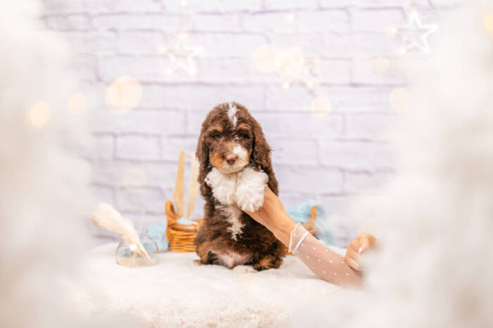 Marley - Mini F1b Boy - Image 2
