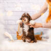 Marley - Mini F1b Boy - Image 3