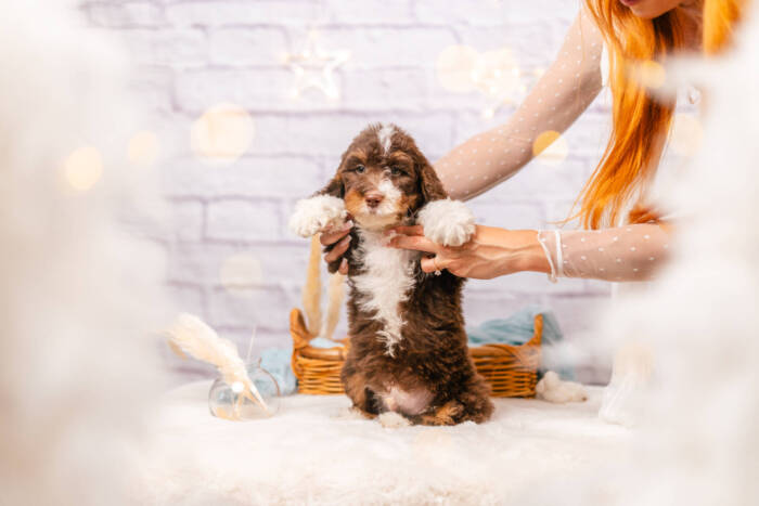 Marley - Mini F1b Boy - Image 3