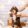 Marley - Mini F1b Boy