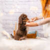Marley - Mini F1b Boy - Image 5