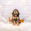 Max - Mini F1b Boy - Image 2