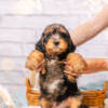 Max - Mini F1b Boy